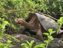 Tortugas gigantes regresan a una isla de Galápagos tras un siglo de ausencia