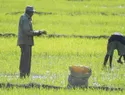 EE. UU. insta a Abinader a derogar decreto arancelario que afecta acceso al arroz bajo el DR-Cafta
