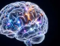 Estudio revela cómo el cerebro combina múltiples objetivos al tomar decisiones en entornos cambiantes