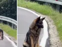 Atlas, el pastor alemán abandonado en una ruta de Polonia, esperó dos semanas a su familia y fue rescatado