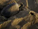 Tortugas golfinas anidan por primera vez en playas de California