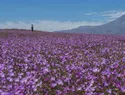 Desierto Florido de Atacama alcanzará su máximo esplendor este fin de semana
