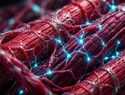 Estudio identifica proteína clave en la pérdida de fuerza muscular con la edad