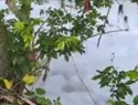 Arroceros de Dajabón alertan por espuma blanca en el río Masacre