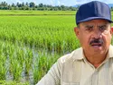 Sánchez Roa califica de "chapucería" el decreto arrocero y reclama protección para los productores