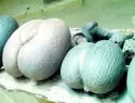 El coco de mar, bautizada como "nalga de negra"