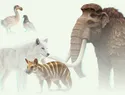 Científicos buscan 'desextinguir' al lobo terrible, el mamut lanudo, el tigre de Tasmania y el dodo