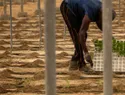 Migrantes en invernaderos de Almería relatan duras condiciones de vida y trabajo