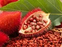 Hojas de achiote y sus beneficios para la salud: ¿qué dice la ciencia?