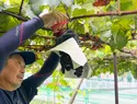 Guerra encubierta por semillas de frutas de lujo en Asia: el caso de la 'Beni Princess'