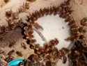 Mujeres mayas de Yucatán lideran la preservación de la abeja melipona