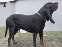 Los perros callejeros también pueden ser grandes compañeros