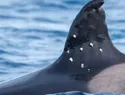 La orca más longeva del Estrecho de Gibraltar aparece con heridas de perdigones y alerta a los científicos