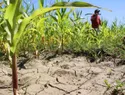 El cambio climático obliga a los productores dominicanos a adaptar sus siembras y manejo agrícola