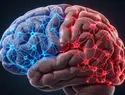 Estudio de Stanford revela dos orígenes celulares del cerebro