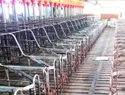 Crisis porcina en Licey: peste africana e importaciones vacían corrales de Monte Adentro