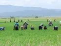 Abinader busca acuerdo comercial recíproco con EE. UU. en medio de disputa por el arroz