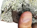 Ámbar gris de cachalotes, un producto animal más cotizado que el oro