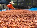 Cacao dominicano impulsa emprendimientos y desarrollo rural