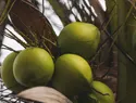 República Dominicana celebrará su primera Cumbre del Coco para impulsar la industria y productividad del sector
