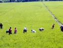 Arroceros dominicanos atribuyen reclamo de EE. UU. sobre decreto 693-24 a importaciones sin control