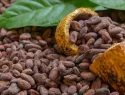 República Dominicana adapta producción de cacao a nuevas exigencias ambientales de la Unión Europea