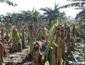 Tornado y lluvias azotan plantaciones de banano y plátano en Valverde