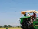 Arroceros piden al Gobierno un plan nacional de respuesta que preserve el empleo rural