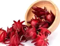 La flor de Jamaica: origen, características y aprovechamiento gastronómico e industrial