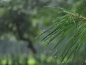 Indomet: escasas lluvias y posibles truenos para este sábado