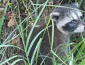 Los mapaches urbanos estarían en las primeras etapas de domesticación, según un estudio