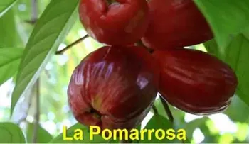 La Pomarrosa: propiedades para la salud