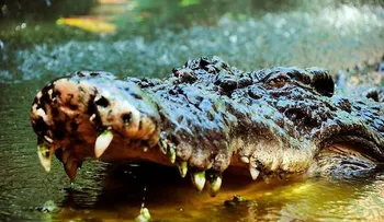 Otra tragedia en Orlando: Cocodrilo arrastra y mata niño vacacionaba con padres