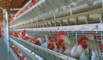  Productores avícolas piden sustituir â??normasâ? DGII afectan DR-CAFTA por una ley justa