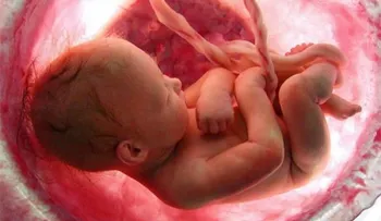 Mitos y verdades sobre la placenta
