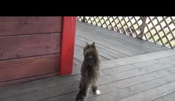 Video: El gato que se creía caballo