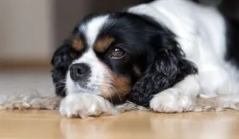 ¿Por qué se le cae el pelo a mi perro?