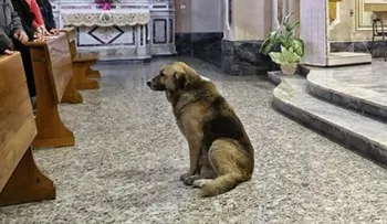 Un perro visita a diario la Iglesia, por una razón, que te quedarás sin palabras 