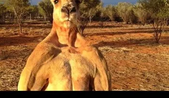 Territorio marsupial: dos golfistas huyen despavoridos de un canguro