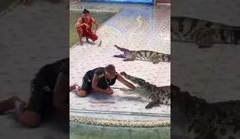 Entrenador atacado por el cocodrilo en pleno show  