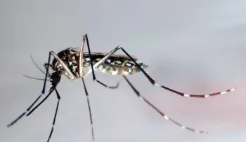 Chikungunya y sus sistemas inmunologico y oseo articular