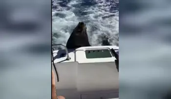 Un león marino se trepa a un bote y se niega a irse hasta que lo alimenten