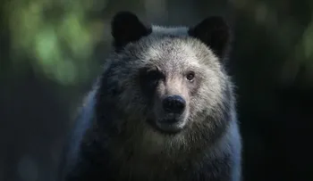 Mujer que fue atacada por oso pardo murió en realidad por un disparo