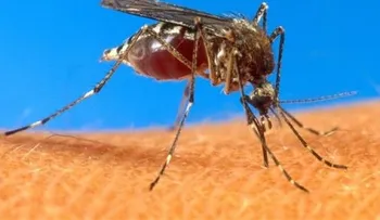 Médico alerta nuevo virus conocido como ''zika'' transmitido por el mismo mosquito que causa la chikungunya