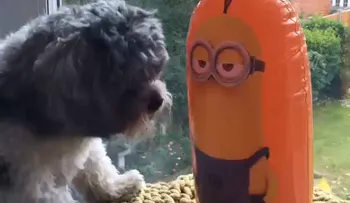 Viral: Cachorro contra minion inflable... ¿quién gana?