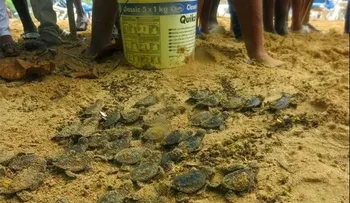 Nacen 145 tortugas Carey en playa de Sosúa