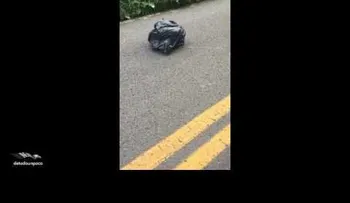 Vio una bolsa que se movía y mira lo que tenía dentro...
