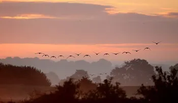 Increíbles imágenes del vuelo de miles de aves en formación