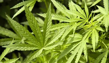 Condenan a 8 años de prisión a un indonesio por cultivar marihuana para su esposa enferma de cáncer