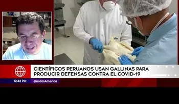 Científicos ponen a prueba un posible tratamiento de gallinas para combatir el coronavirus 